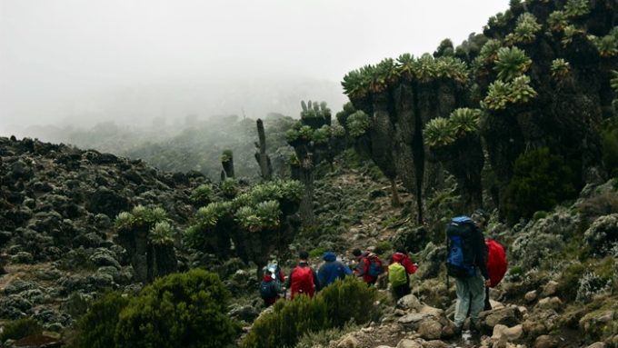 trekking tanzania kilimanjaro lemosho