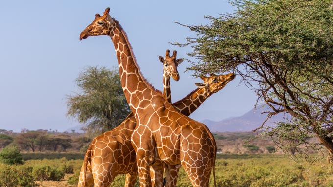 Kenia Safaris