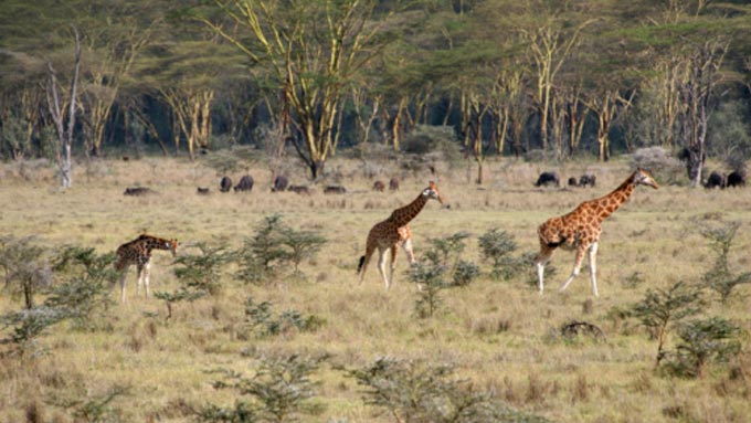Kenia Safaris